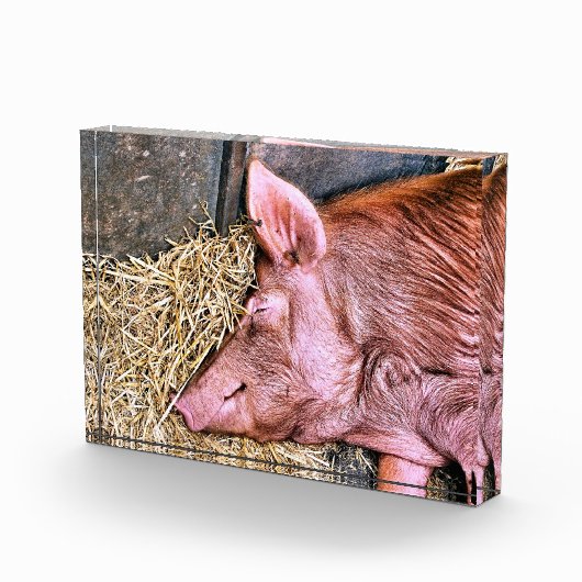NIEDLICHES SCHWEIN FOTOBLOCK (Rechts)