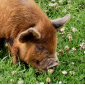 NIEDLICHES SCHWEIN FOTOBLOCK
