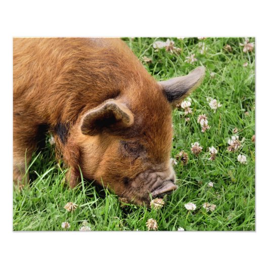 NIEDLICHES SCHWEIN FOTODRUCK (Vorne)
