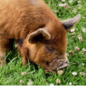 NIEDLICHES SCHWEIN FOTODRUCK
