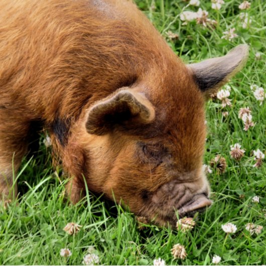 NIEDLICHES SCHWEIN FOTODRUCK