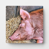 NIEDLICHES SCHWEIN FOTOPLATTE (Vorderseite)