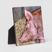 NIEDLICHES SCHWEIN FOTOPLATTE (Vorderseite)