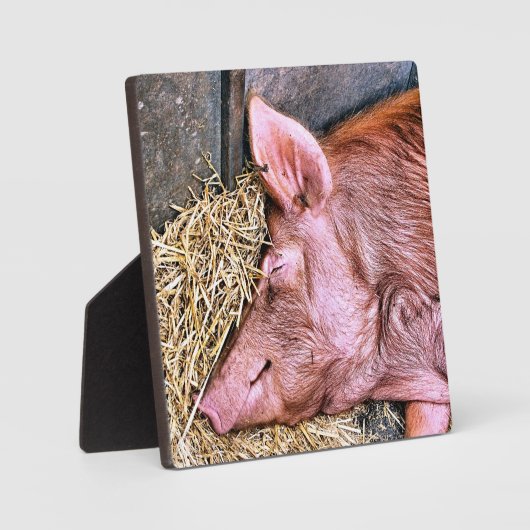 NIEDLICHES SCHWEIN FOTOPLATTE (Vorderseite)