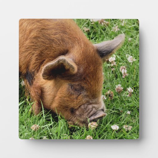 NIEDLICHES SCHWEIN FOTOPLATTE (Vorderseite)