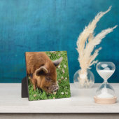 NIEDLICHES SCHWEIN FOTOPLATTE (InSitu)