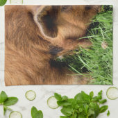 NIEDLICHES SCHWEIN GESCHIRRTUCH (Gefaltet)