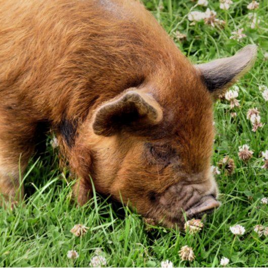 NIEDLICHES SCHWEIN GESCHIRRTUCH
