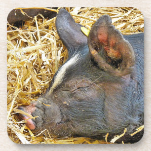 NIEDLICHES SCHWEIN GETRÄNKEUNTERSETZER