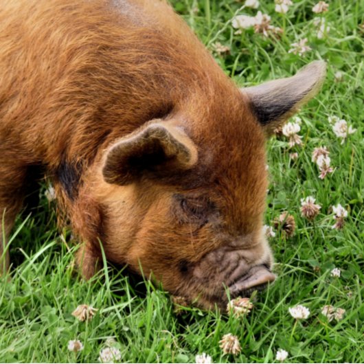 NIEDLICHES SCHWEIN GOLFBALL