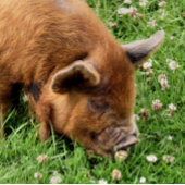 NIEDLICHES SCHWEIN GROßE GESCHENKTÜTE