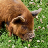 NIEDLICHES SCHWEIN KAFFEETASSE