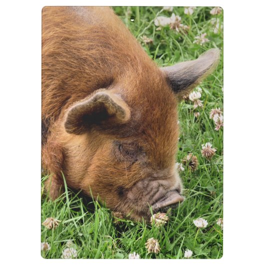 NIEDLICHES SCHWEIN KLEMMBRETT (Rückseite)