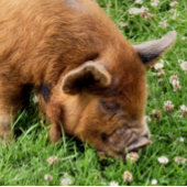 NIEDLICHES SCHWEIN LEINWANDDRUCK