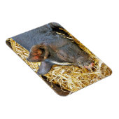 NIEDLICHES SCHWEIN MAGNET (Rechte Seite)