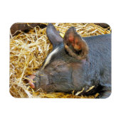 NIEDLICHES SCHWEIN MAGNET (Horizontal)