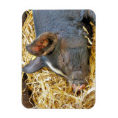 NIEDLICHES SCHWEIN MAGNET (Vertikal)