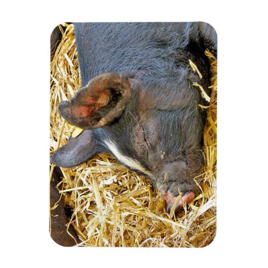 NIEDLICHES SCHWEIN MAGNET (Vertikal)