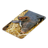 NIEDLICHES SCHWEIN MAGNET (Linke Seite)