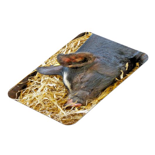 NIEDLICHES SCHWEIN MAGNET (Linke Seite)