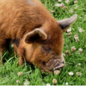 NIEDLICHES SCHWEIN METALL BROTDOSE