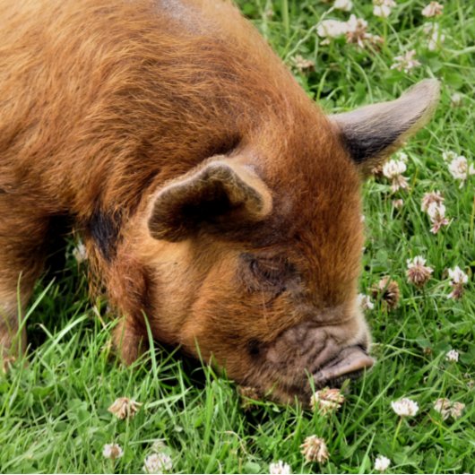 NIEDLICHES SCHWEIN MOUSEPAD