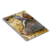 NIEDLICHES SCHWEIN NOTIZBLOCK (Rechte Seite)