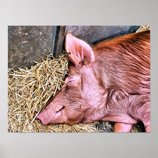 NIEDLICHES SCHWEIN POSTER (Vorne)