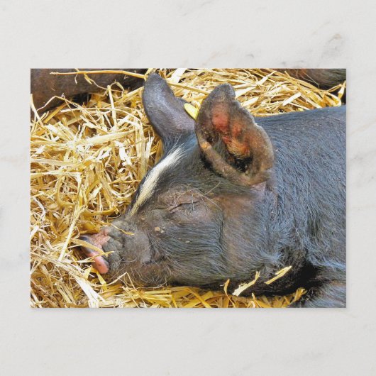 NIEDLICHES SCHWEIN POSTKARTE (Vorderseite)