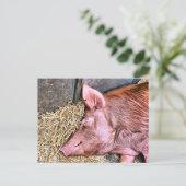 NIEDLICHES SCHWEIN POSTKARTE (Stehend Vorderseite)