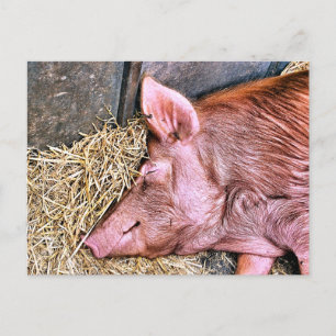 NIEDLICHES SCHWEIN POSTKARTE