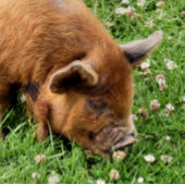NIEDLICHES SCHWEIN POSTKARTE
