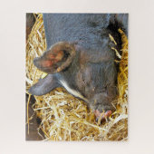 NIEDLICHES SCHWEIN PUZZLE (Vertikal)