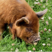 NIEDLICHES SCHWEIN PUZZLE