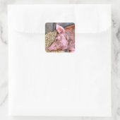 NIEDLICHES SCHWEIN QUADRATISCHER AUFKLEBER (Tasche)