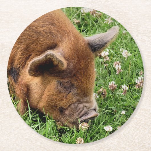 NIEDLICHES SCHWEIN RUNDER PAPPUNTERSETZER (Vorderseite)