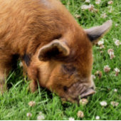 NIEDLICHES SCHWEIN SEIDENPAPIER