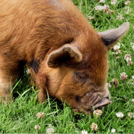 NIEDLICHES SCHWEIN SPIELKARTEN
