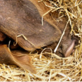 NIEDLICHES SCHWEIN SPIELKARTEN