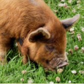 NIEDLICHES SCHWEIN UHR