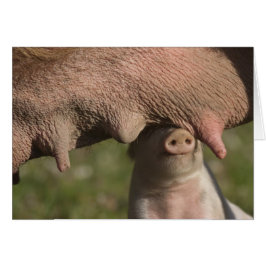 Niedliches Schweinebrennling Mutterbauch - Funny