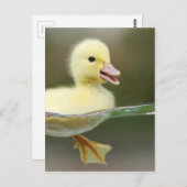 niedliches Schwimmen von Kinderente Postkarte (Vorne/Hinten)
