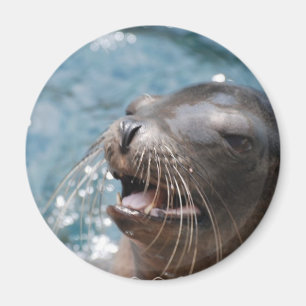 Niedliches Sea Lion Magnet