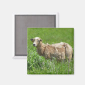 Niedliches Sheep Fotografy Magnet (Vorderseite/Rückseite)