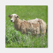 Niedliches Sheep Fotografy Magnet (Vorne)