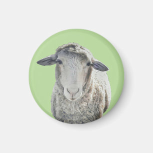 Niedliches Sheep Magnet