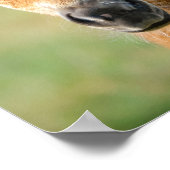 Niedliches Shetland Pony Foal Horse Frontal Foto - Poster (Ecke)