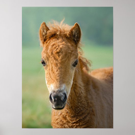Niedliches Shetland Pony Foal Horse Frontal Foto - Poster (Vorne)