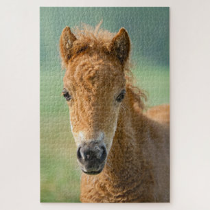 Niedliches Shetland Pony Foal Horse Frontal Foto - Puzzle