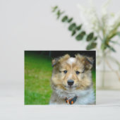 Niedliches Shetland Sheepdog Foto Postkarte (Stehend Vorderseite)